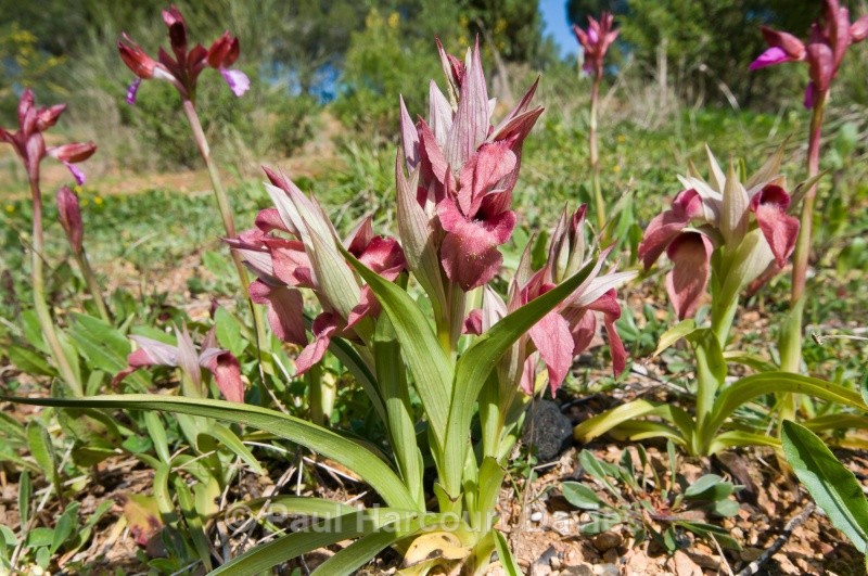 Scarce Serapias (Serapias neglecta) - Orchids - Serapias