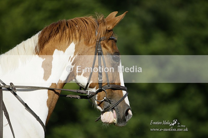 BVRC 120921 169 - Bourne Valley Riding Club UA Dressage & Show Jumping 12/09/21