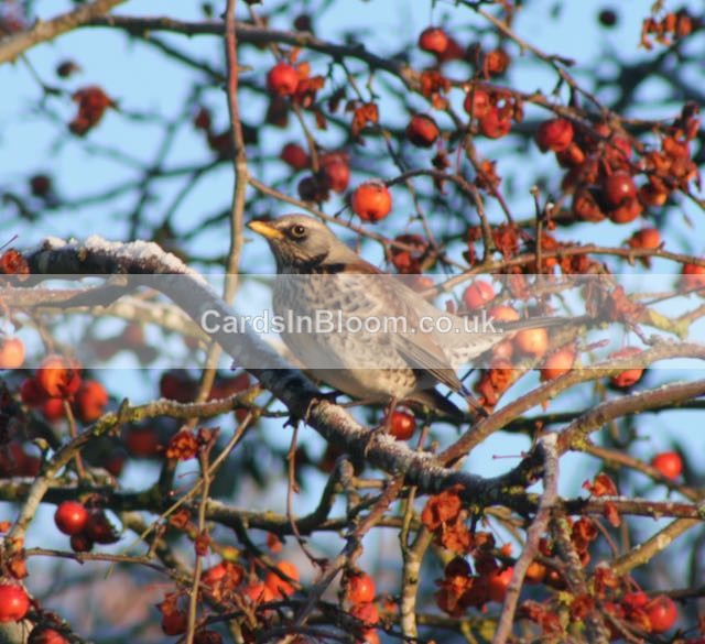 04 Mistle Thrush in the Crabapples - WINTER 2020 /21