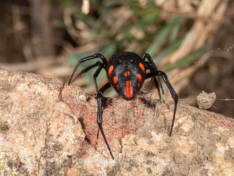 European Black Widow Spider (Latrodectus tredecimaguttatus - Insects & Spiders & other animals 2021