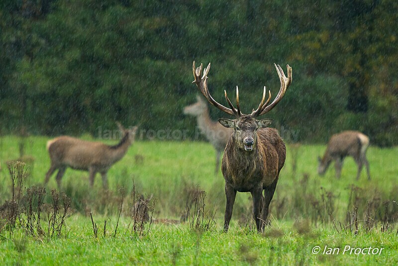Let it rain! - Red Deer - Nature