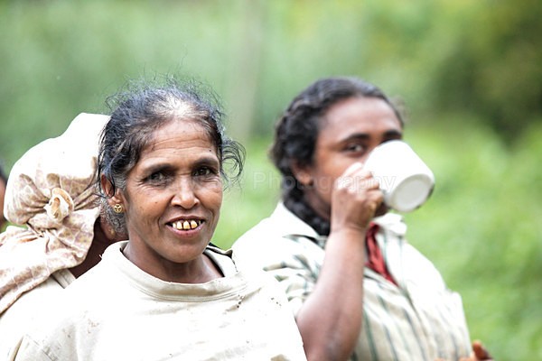 Tea plantation workers, Ella Sri Lanka - Sri Lanka wildlife, people & places