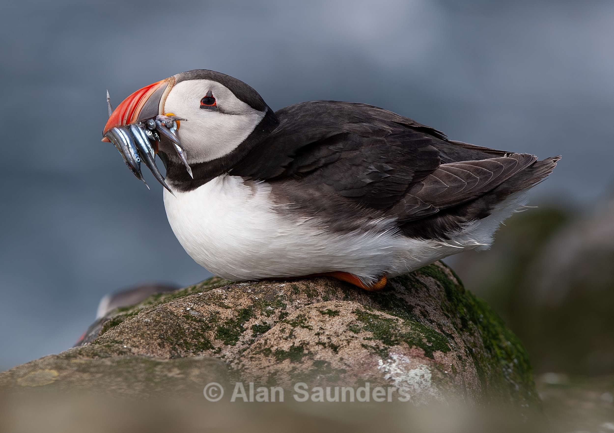 Puffin 7