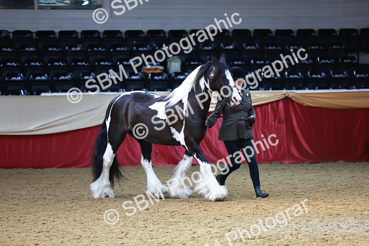 SBM_23084 - Class 903 - Supreme Final - IH Pre Vet