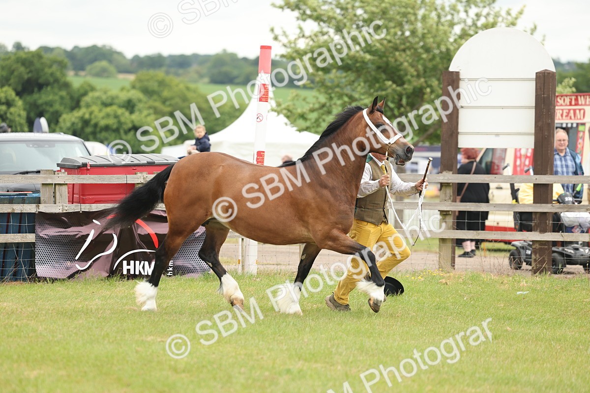 SBM_04856 - Class 50-57 - M&M Welsh Pony In Hand
