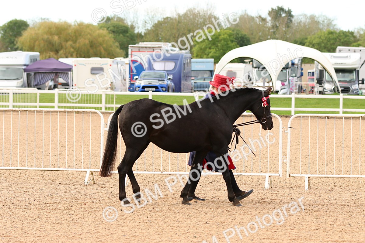 SBM_16580 - Class 702 - IH Show Horse - Pony
