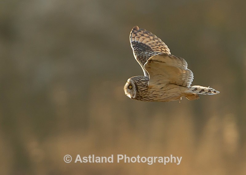 Astland Photography, Bird and Wildlife Images, Susan and Peter Wilson, U.K.