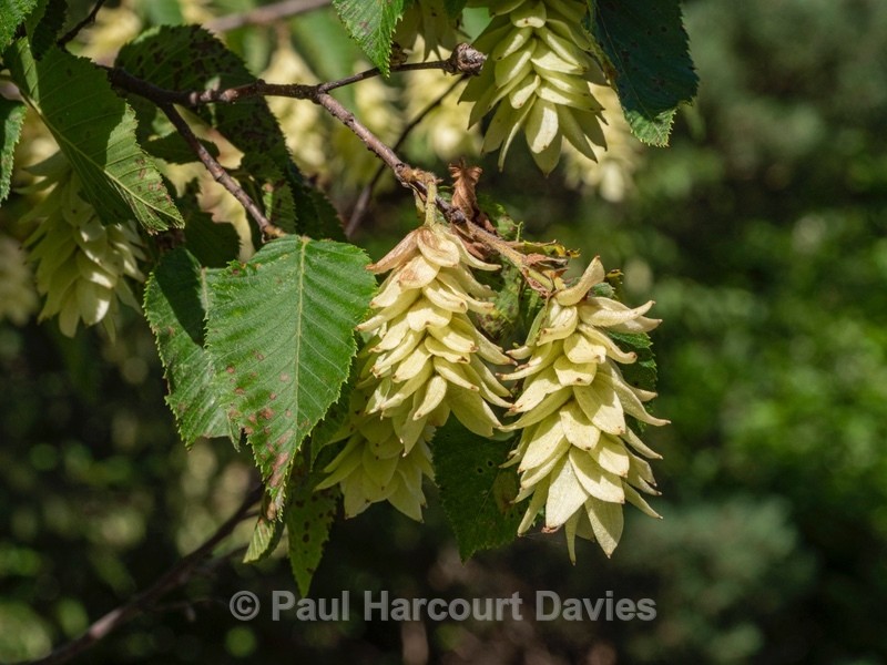 European hop-hornbeam (Ostrya carpinifolia - Wild Flowers 2020