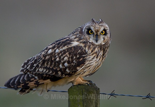 SHORT EARED OWL / REF SEO 17 - SHORT EARED OWLS