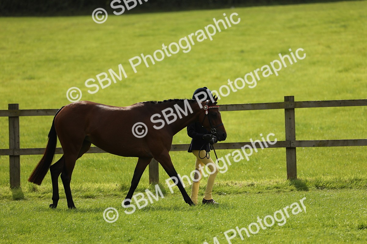 SBM_65563 - S48 - Show Pony & Show Hunter Pony In Hand