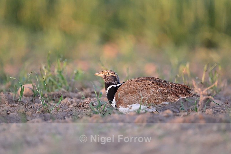 Little Bustard (male) crouching low to ground, Montgai, Spain - Little Bustard