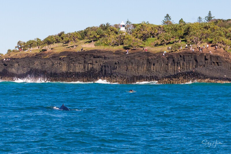 Fingal Head Whale 3_16A1496 - 2025 Whales