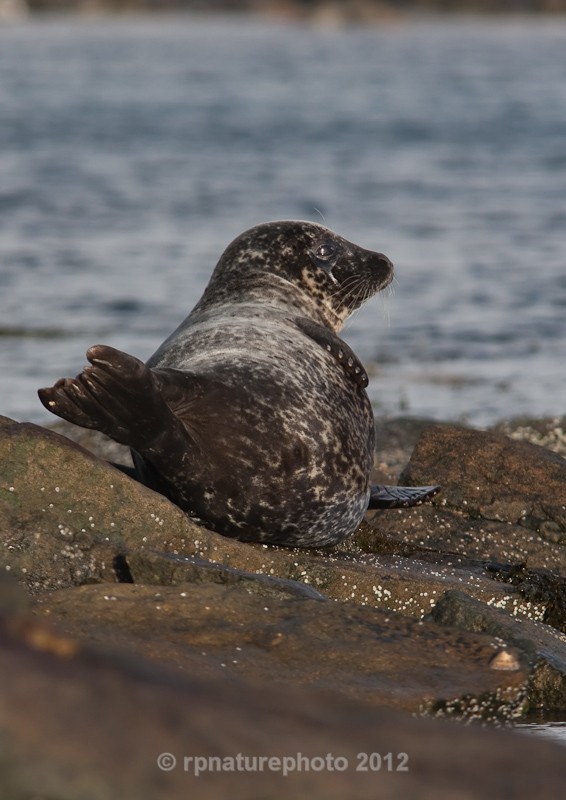 Common Seal - Phoca vitulina RPNP0043 - Mammals