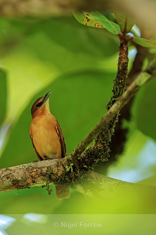 Cinnamon Becard, Turtle Beach Lodge, Tortuguero, Costa Rica - Cinnamon Becard
