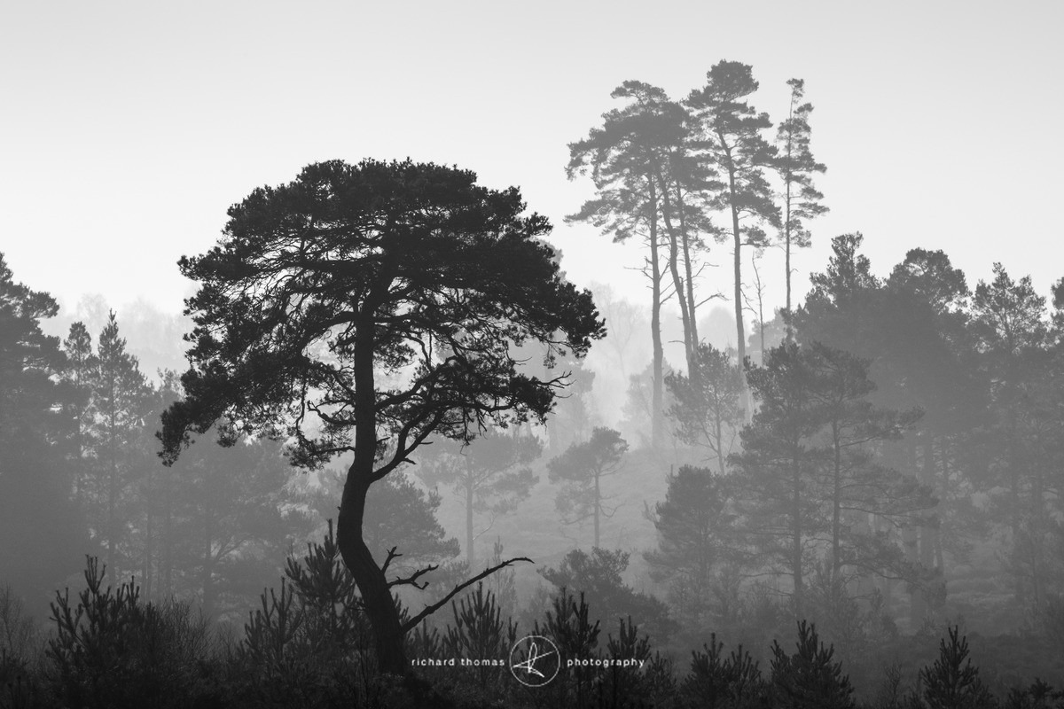 Thursley February morning - Mono Mist Trees