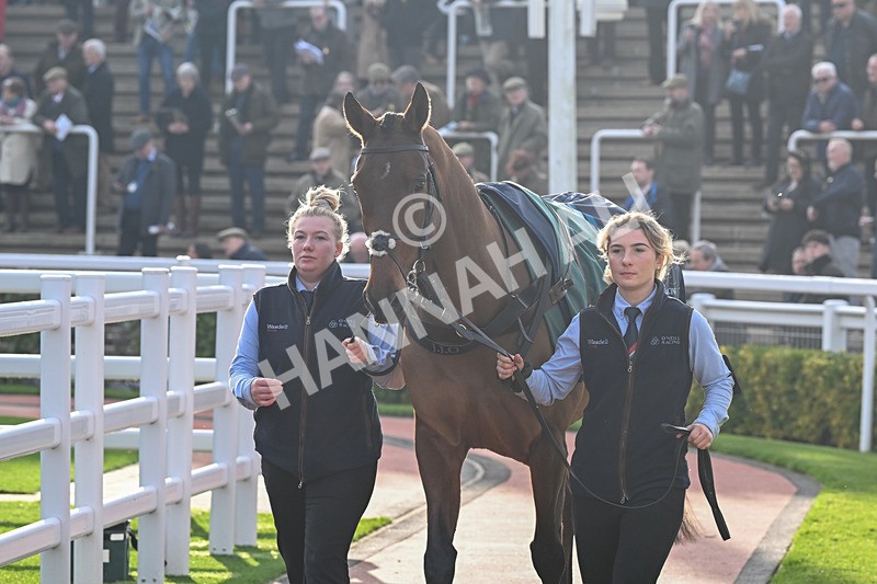 151124-Race 2-Paddock-Springwell Bay-7317 - Race 2