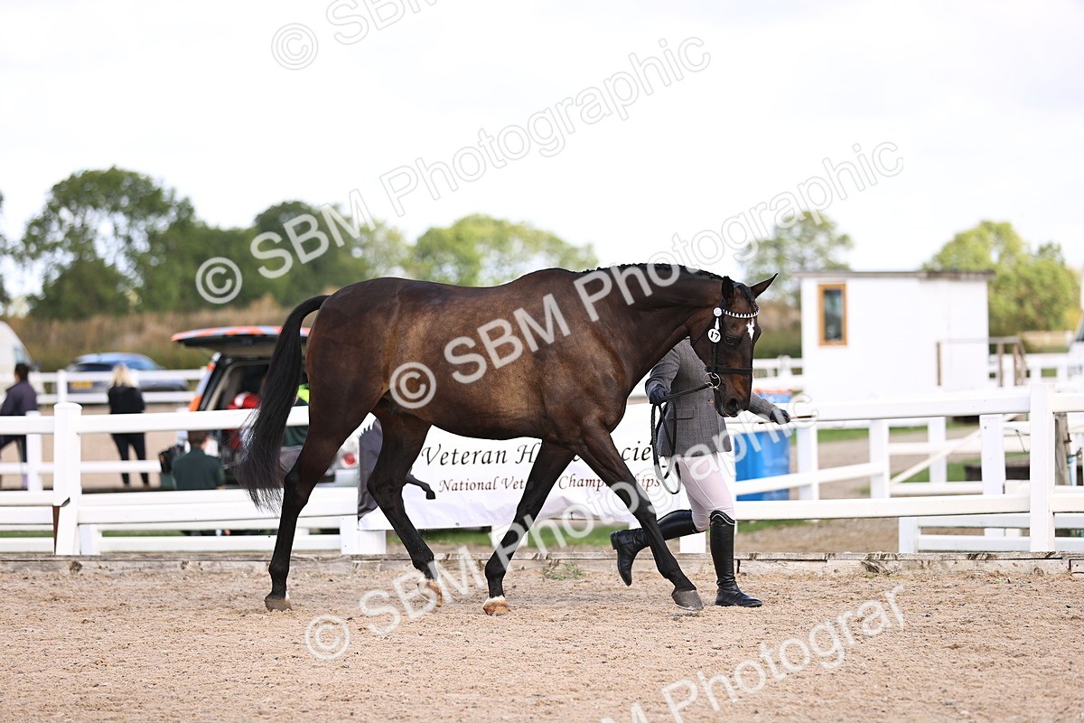 SBM_11490 - Class 407 - IH Hack-Riding Horse