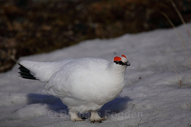 Male grouse 1753 - Wildlife