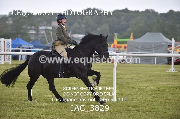 JAC_3829 - 65cm WORKING HUNTER