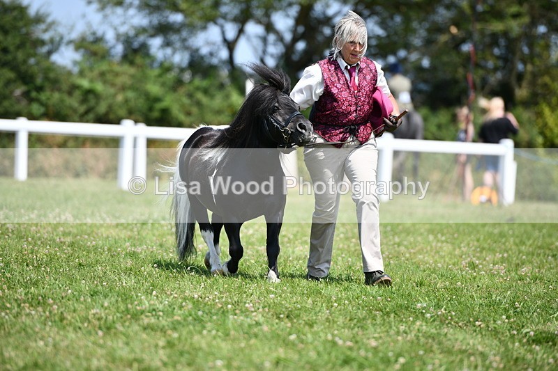 DSC_7722 - Class 64: Coloured Pony 4yrs & over