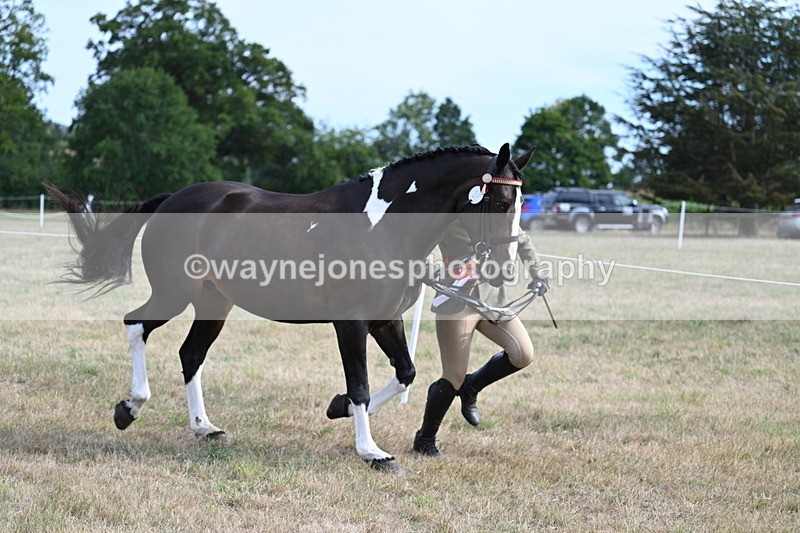 WJ7_8255 - In-hand Championship