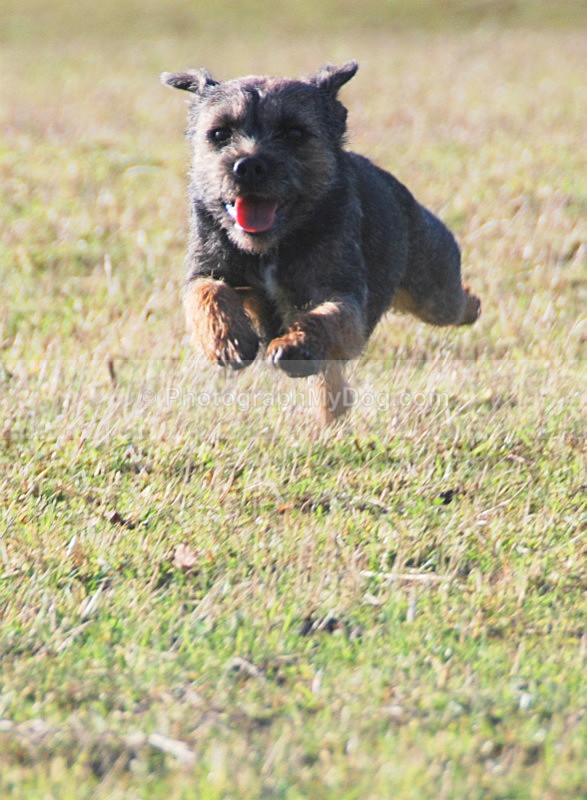  - Border Terriers