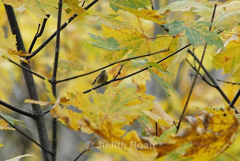 Ruby-crowned Kinglet - Birds