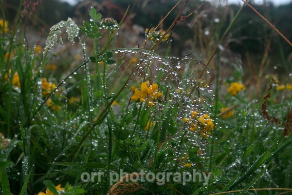  - Flowers