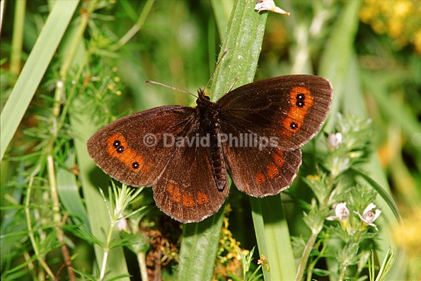 Scotch Argus - Insects