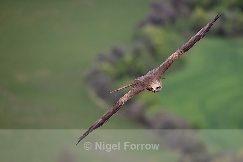 Black Kite turning in flight, Catalonia, Spain - Black Kite