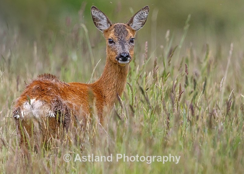 Astland Photography, Bird and Wildlife Images, Susan and Peter Wilson, U.K.