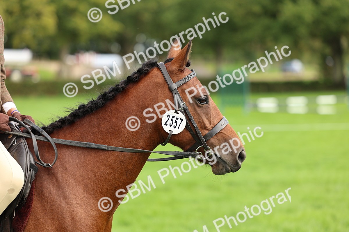 SBM_45388 - S33 - Working Hunter Pony