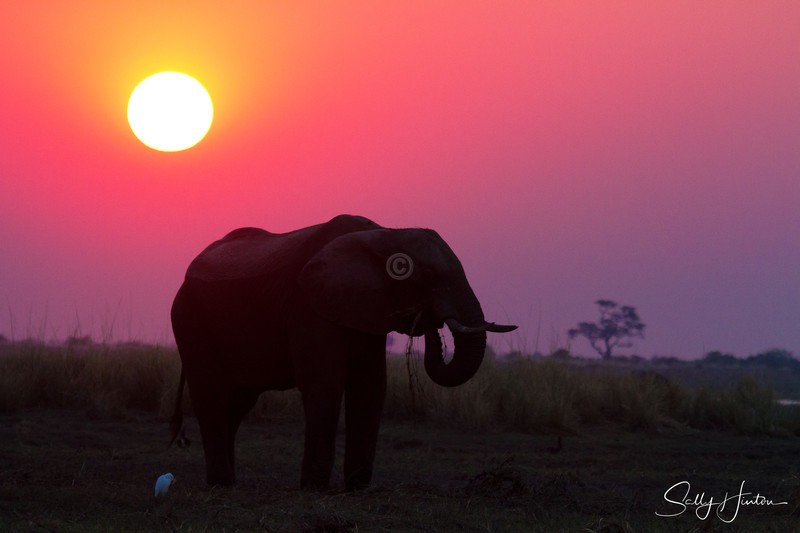 Chobe Elephant at Sunset
