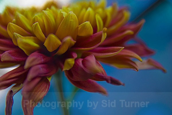  - Flowers and Plants