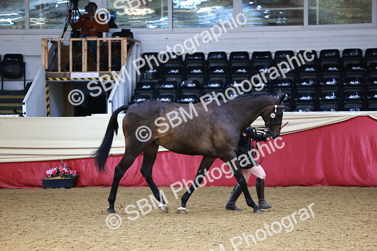 SBM_23215 - Class 903 - Supreme Final - IH Pre Vet