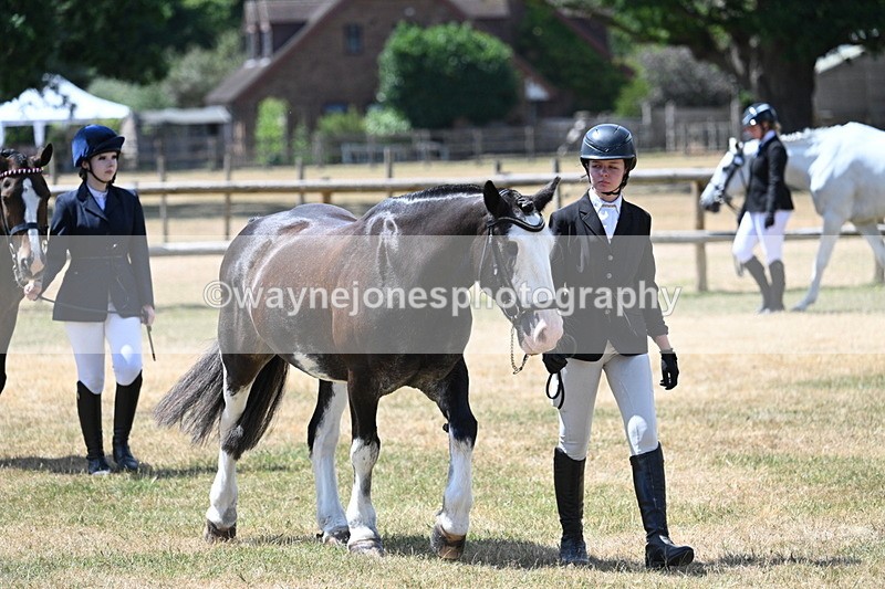WJ7_2430 - Class 5a Most Handsome Gelding in hand (above 14.2hh)