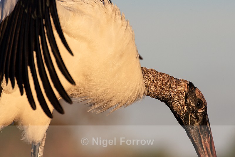 Wood Stork close side view, Wakodahatchee Wetlands, Florida - Wood Stork