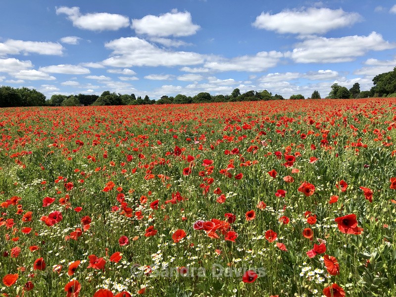 Poppy Fields - Warwickshire - Landscapes
