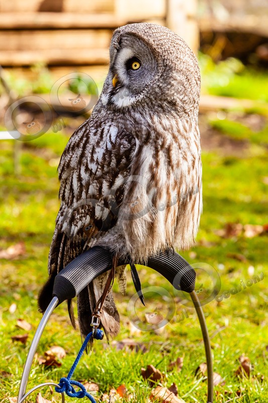 great grey owl stryx nebulosa-5322 - Owls of the World
