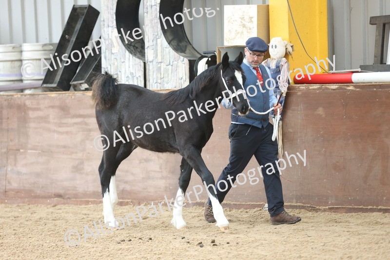 20251109-0756 - Class 24 - Foals