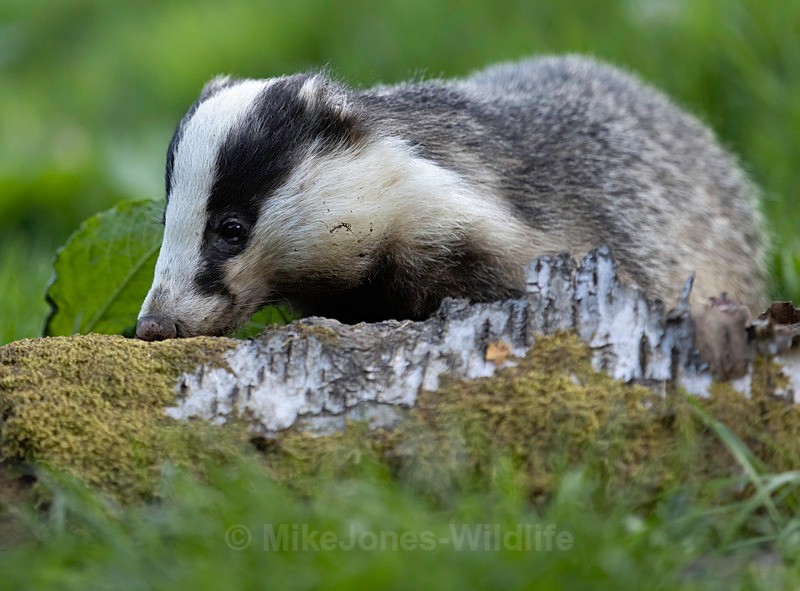 BADGER 11 - BADGERS