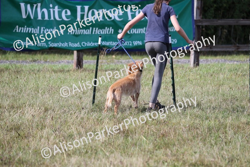 20260906-3461 - Class 34 - Dog Agility