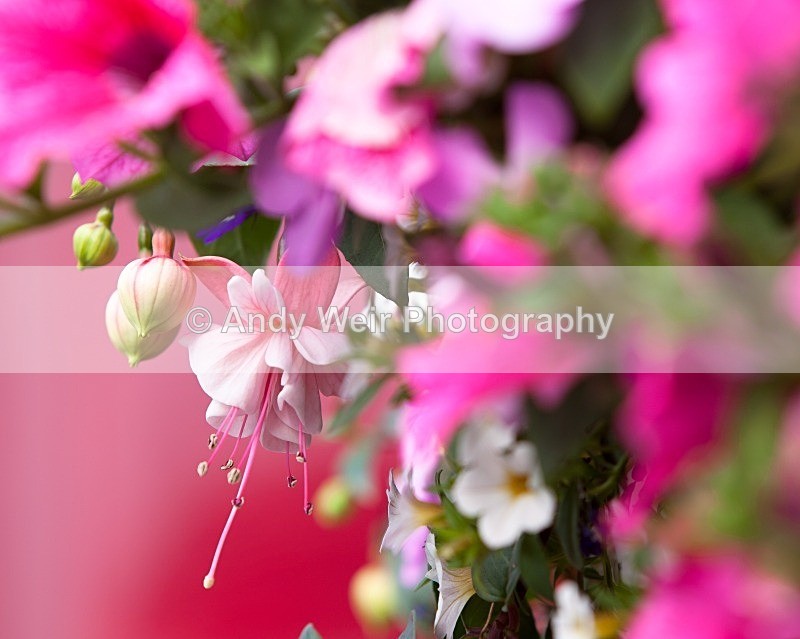 20110702-IMG_6133 - Plants & Flowers