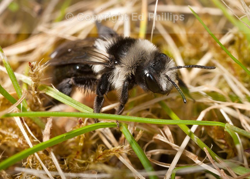 Andrena cineraria (f)