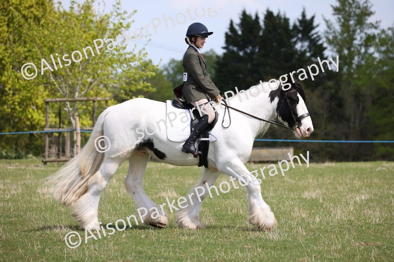 20250427-4064 - Class 34 - Best Riding Horse Over 14.2hh