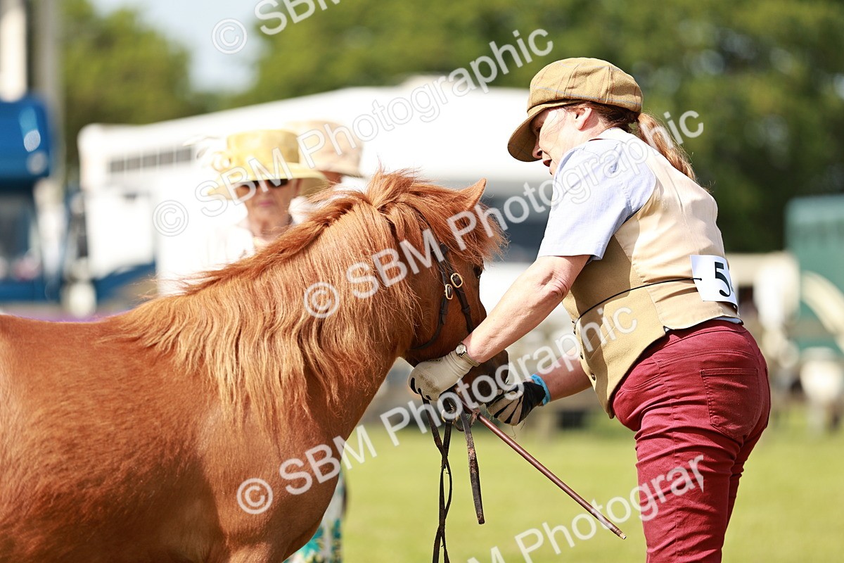 SBM_01759 - Class 14-23 - Mountain & Moorland In Hand Non Welsh