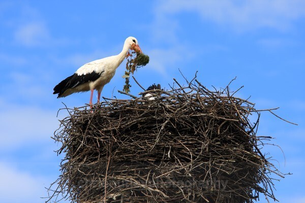  - Birds of Britain and Europe