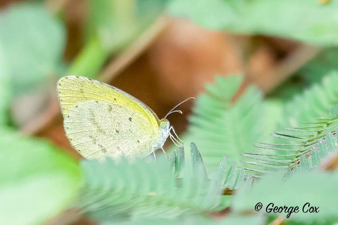 Small Grass Yellow - Sri Lanka