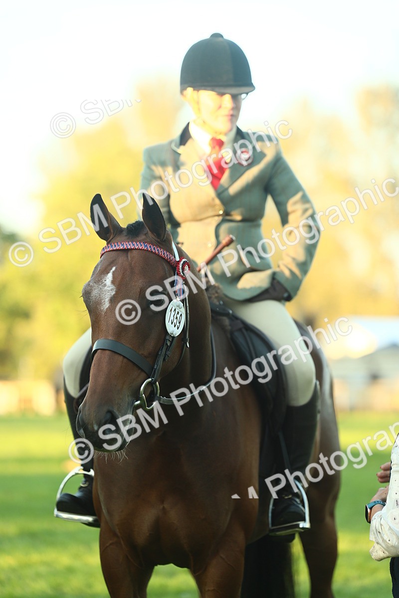 SBM_56584 - S14 - Riding Club Horse
