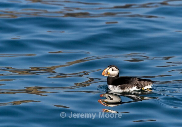 W4 - Welsh Wildlife p/c catalogue